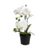 FLORISTA Orchidee Im Topf Höhe 35cm 2 FLORISTA Orchidee Im Topf Höhe 35cm -Butlers 10213956