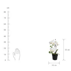 FLORISTA Orchidee Im Topf Höhe 35cm 7 FLORISTA Orchidee Im Topf Höhe 35cm -Butlers 10213956 2