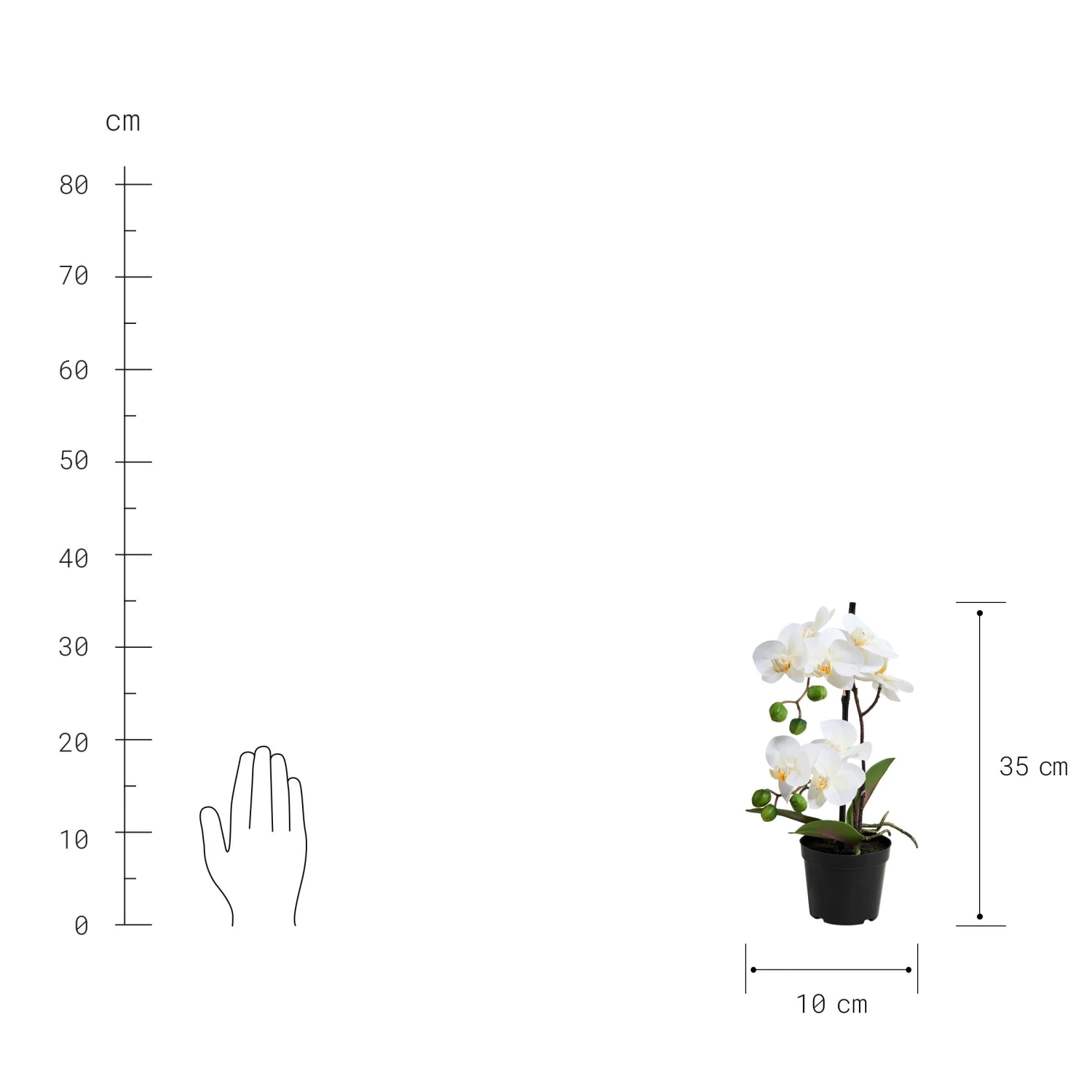 FLORISTA Orchidee Im Topf Höhe 35cm 5 FLORISTA Orchidee Im Topf Höhe 35cm – Bild 3