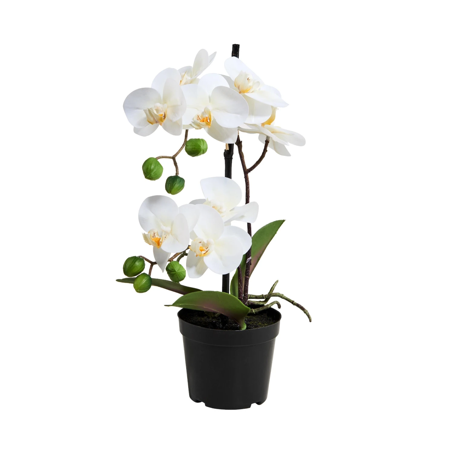 FLORISTA Orchidee Im Topf Höhe 35cm 3 FLORISTA Orchidee Im Topf Höhe 35cm
