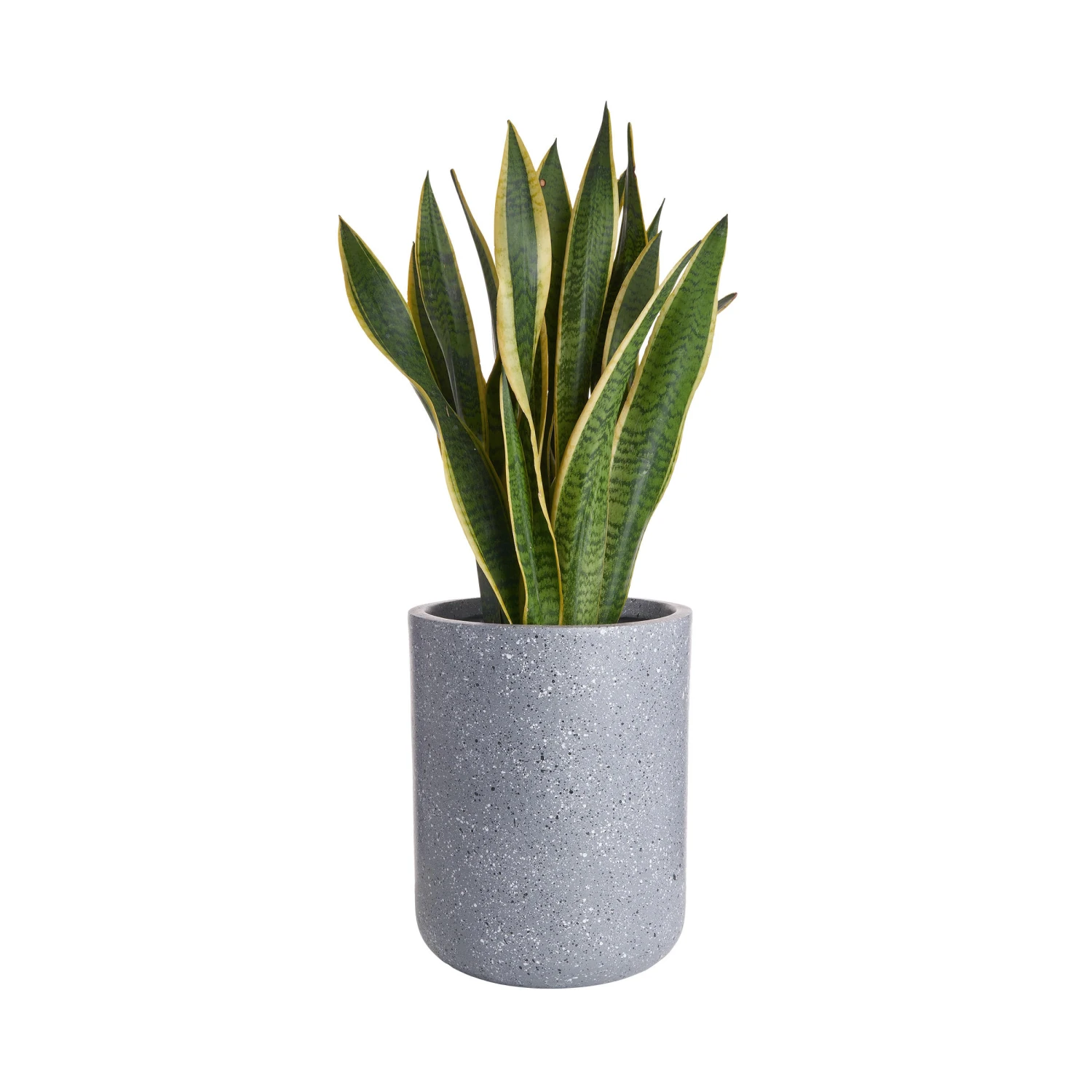 CONCRETE Pflanztopf Outdoor Höhe 32cm 5 CONCRETE Pflanztopf Outdoor Höhe 32cm – Bild 3