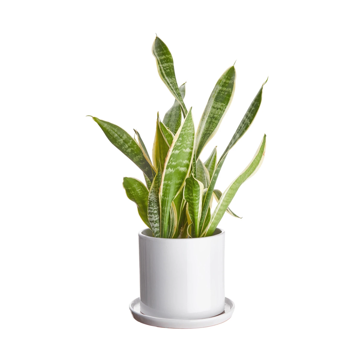 PLANT PLACE Blumentopf Mit Teller Ø16cm 9 PLANT PLACE Blumentopf Mit Teller Ø16cm – Bild 7