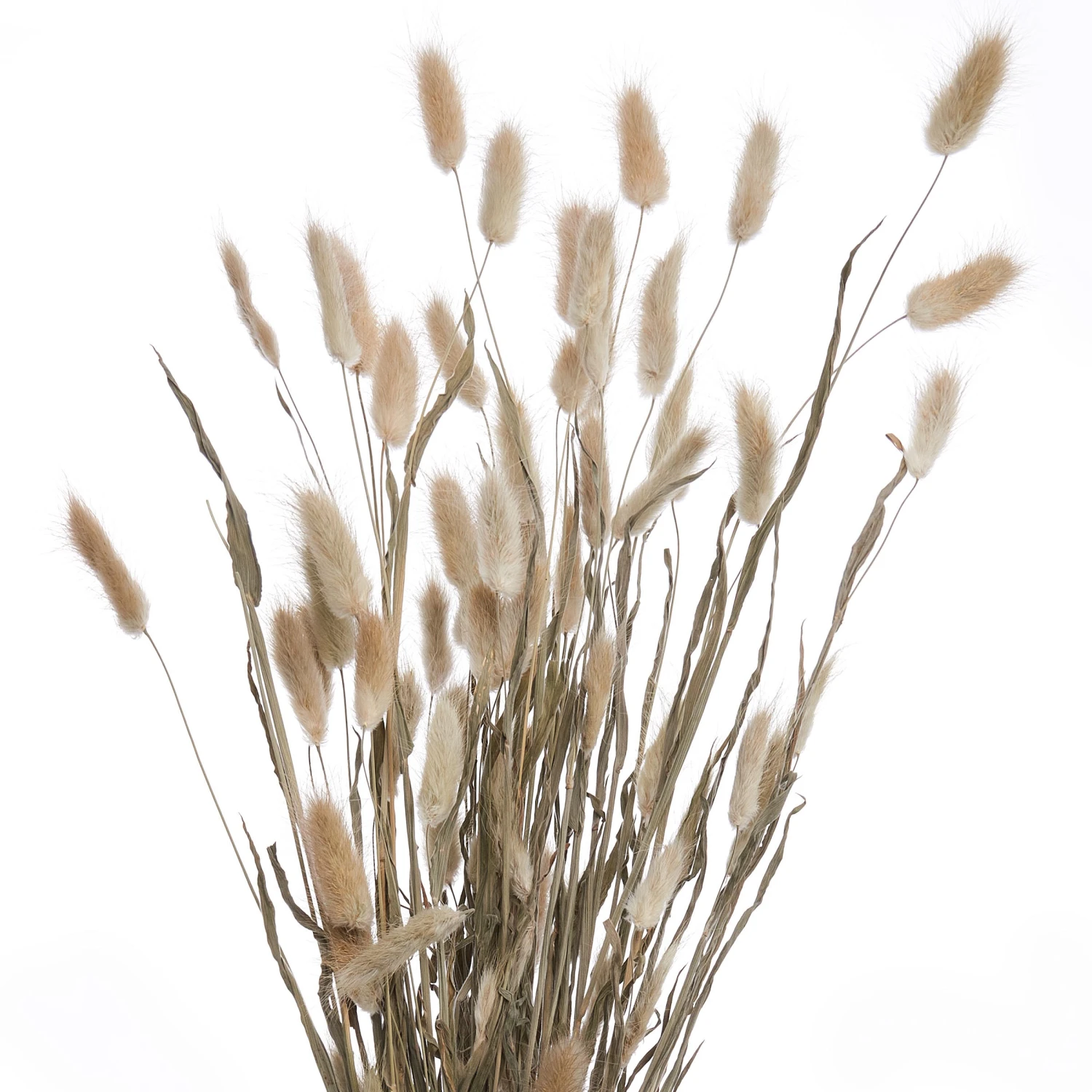 FLOWER MARKET 2x Trockenblumen Lagurusgras Länge 70cm 4 FLOWER MARKET 2x Trockenblumen Lagurusgras Länge 70cm – Bild 2
