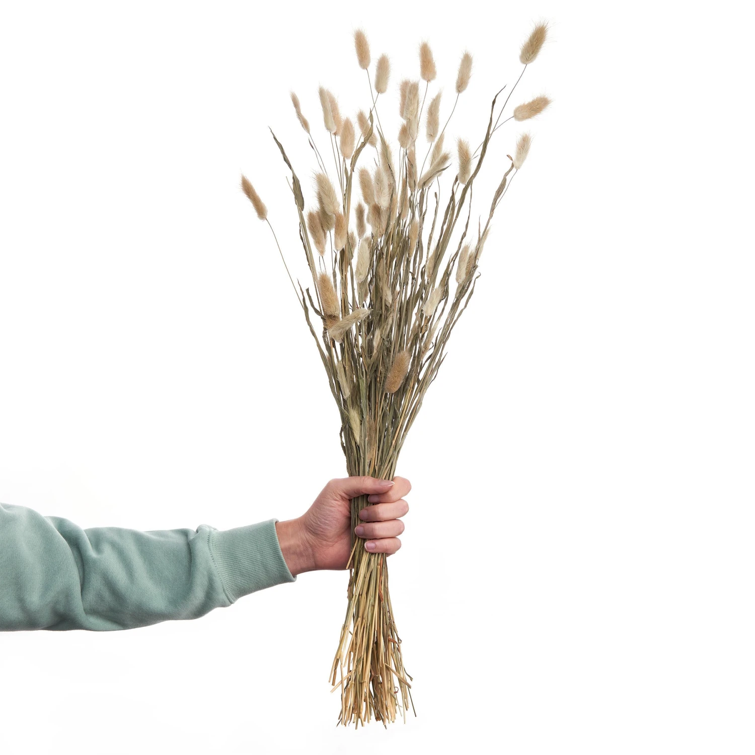 FLOWER MARKET 2x Trockenblumen Lagurusgras Länge 70cm 3 FLOWER MARKET 2x Trockenblumen Lagurusgras Länge 70cm